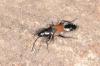 Pterotmetus staphyliniformis